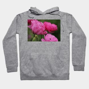 Closeup Deep Peony Pink Ranunculus Hoodie